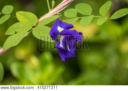 Blue Indian Aparajita Flower Also Known As Asian Pigeonwings