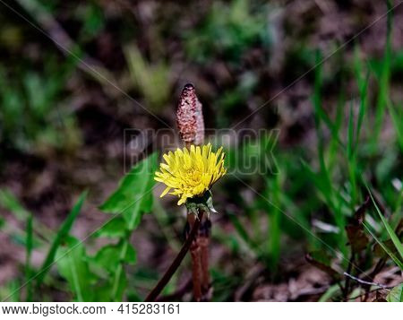Yellow Flower Mother And Stepmother In The Garden, Spring