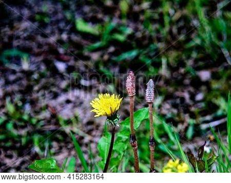 Yellow Flower Mother And Stepmother In The Garden, Spring