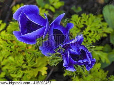 Three Blue Gorgeous Anemone Flowers Taken From Above Selective Focus Close Up. Green Foliage Backgro