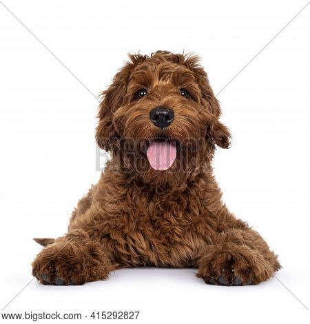 Adorable Red Cobberdog Aka Labradoodle Dog Puppy, Laying Down Facing Front Head Up. Looking Straight