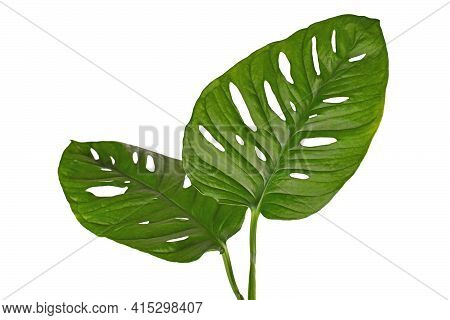 Large Leaf Of Tropical Houseplant With Botanic Name 'monstera Adansonii'  With Holes Isolated On Whi