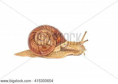 A Brown Garden Snail On A White Background. Helix Pomatia. Grape Snail On A White Background. Mollus
