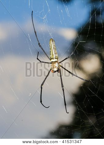 Golden Orb-web Spider