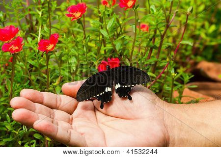 Butterfy Mormon ทั่วไป