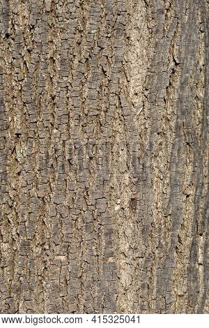 Broad-leaved Lime Bark Detail - Latin Name - Tilia Platyphyllos