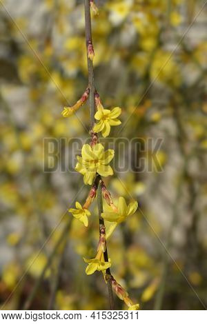 Winter Jasmine - Latin Name - Jasminum Nudiflorum