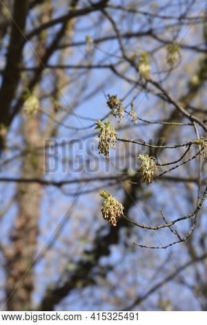 Boxelder Maple Flowers - Latin Name - Acer Negundo