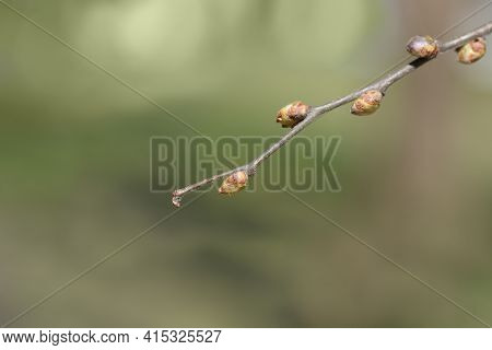 Common Hackberry Branch With Buds - Latin Name - Celtis Occidentalis