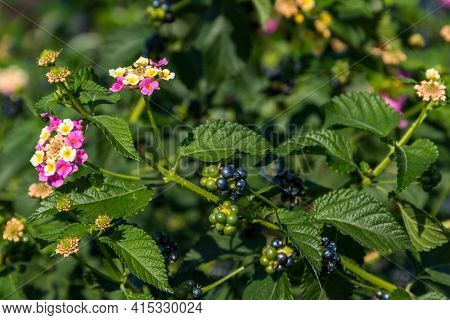 Beautiful Flowers And Fruits Of Lantana Camara (common Lantana) Plant
