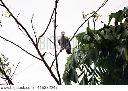 Green Imperial Pigeon (ducula Aenea Pusilla). Sri Lanka Wintertime