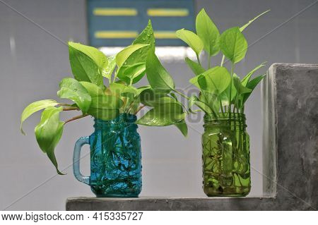 Golden Pothos (scindapsus Aureus) Add A Touch Of Freshness To The Bathroom. Planted In A Clear, Squa
