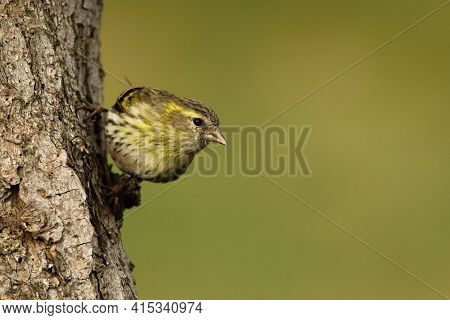 The Eurasian Siskin (spinus Spinus Or Carduelis Spinus) Sitting On The Brown Tree Trunk. Small Songb