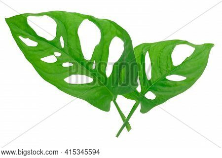 Leaves Of Tropical Plant - Isolated Monstera Adansonii Also Called Monstera Monkey. High Details Mac