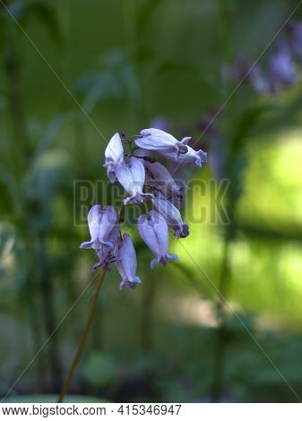 Dicentra Blooms In Summer With Purple-pink Flowers