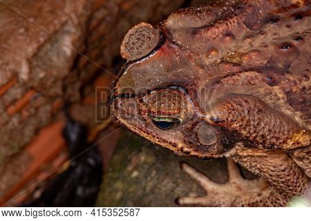 Adult Cururu Toad