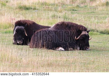 View Of Muskoxen Laying Down In The Grass