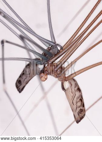 Adult Cellar Spiders