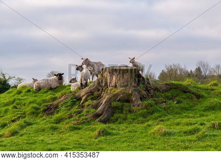 Group Of Sheap At The Large Old Stump In The Morning Sunlight.