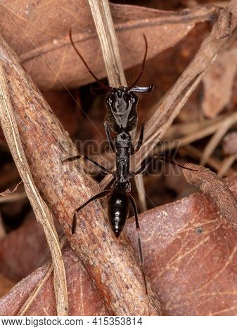 Trap Jaw Ant Of The Genus Odontomachus
