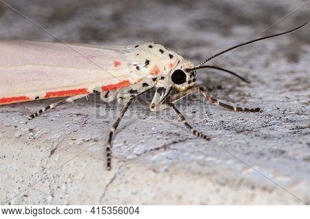 Ornate Bella Moth