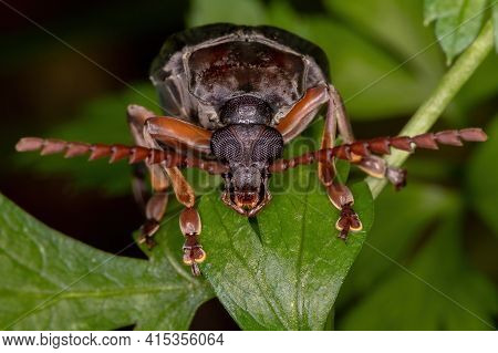Adult Bean Weevil