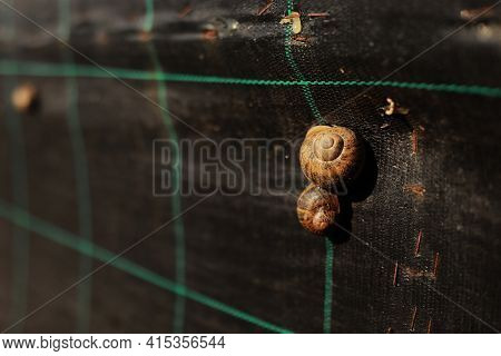Snail Farm. Industrial Cultivation Of Edible Mollusks Of The Species Helix Aspersa Muller Or Cornu A