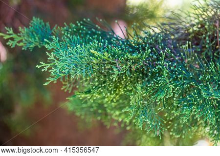 Juniper Green Branch Close Up On Blurred Background. Juniperus Excelsa, Commonly Called The Greek Ju