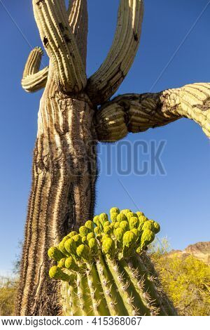 Close Up Image Of Endemic Saguaro Cactus (carnegiea Gigantea) Fruits, Sonoran Desert, Phoenix Arizon