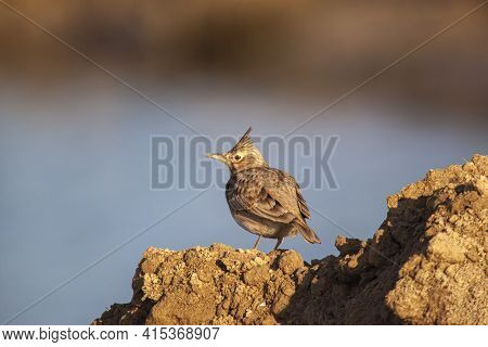 Telephoto Lens Image Of A Brown Crested Lark Bird (galerida Cristata) Standing On Soil At A Nature R