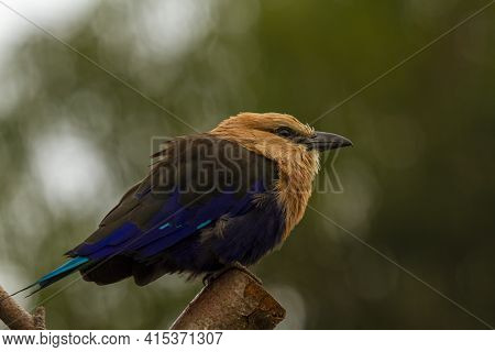 Close Up Image Of An Isolated Blue Bellied Roller (coracias Cyanogaster) Bird On A Wooden Stick. It 