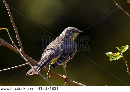 Close Up Isolated Image Of A Northern Mockingbird (mimus Polyglottos) Perching On A Tree Branch. The