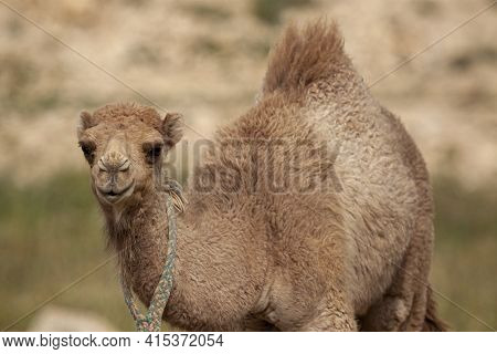 A Close Up Isolated Image Of  A Cute Dromedary Camel Fawn (camelus Dromedarius) At A Desert Location