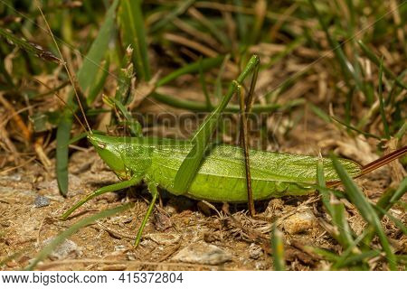Conocephalus Fasciatus (slender Meadow Katydid) Is A Green Katydid Native To North America. It Mimmi