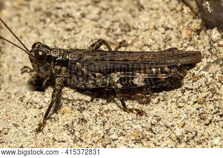 Close Up Isolated Macro Image Of A Grizzly Locust (melanoplus Punctulatus) On A Rock In Shenandoah N
