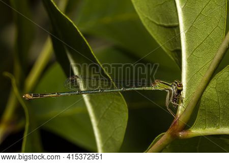 Macro Image Of A Ischnura Posita (fragile Forktail) A Damselfly That Measures Around 25 Mm And Is Na