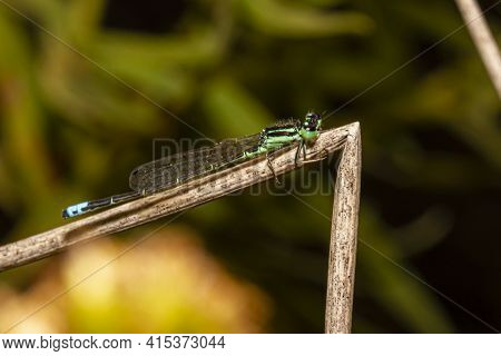 Close Up Isolated Macro Image Of A Ischnura Posita (fragile Forktail) A Damselfly That Measures Arou