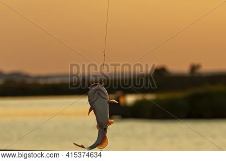 Catch And Release Fishing Is A Common Practice Among Fishermen In Maryland. A Catfish Just Caught Is