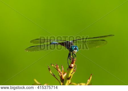 A Close Up Isolated Image Of A Vibrant Colored Blue Dasher Dragonfly (pachydiplax Longipennis) On A 