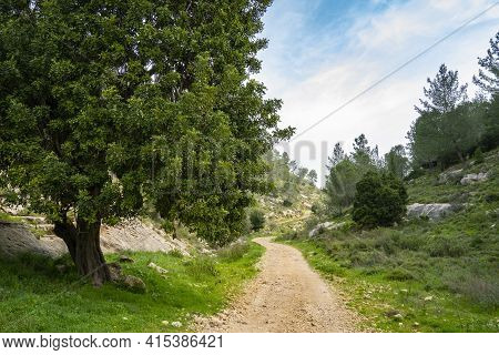 An Old Carob Tree Near A Forest Path In The Judea Mountains Near Jerusalem, Israel.