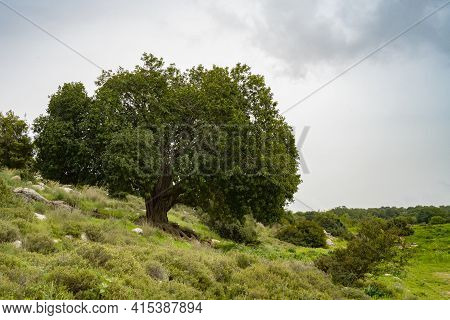 A Big Old Carob Tree, On A Hillside In The Adullam Region Of Israel, On An Overcast Day.