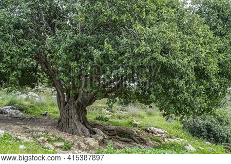 A Big Ancient Carob Tree, On A Hillside In The Adullam Region Of Israel, On An Overcast Day.