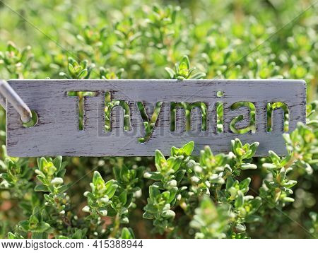 Fresh Thyme Background With Metal Sign And The German Word Tymian