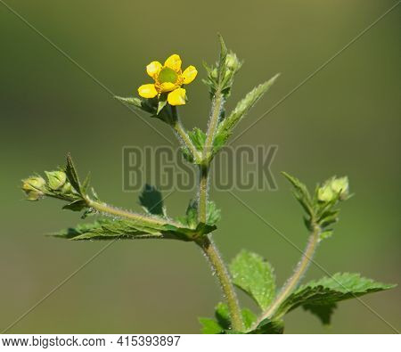 Yellow Flower Of Yellow Avens, Geum Aleppicum