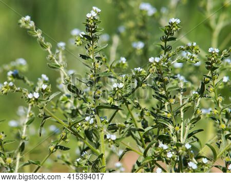 Blooming Plant Of European Stickseed, Lappula Squarrosa