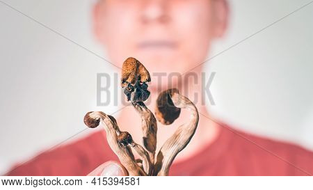Magic Mushrooms For Microdosing Being Held In Man Hands. Psilocybin Psychedelic Therapy.