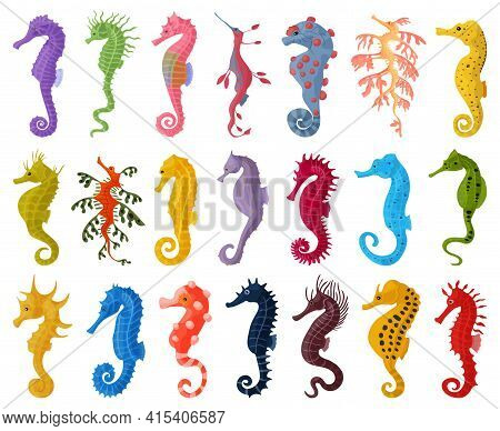 Sea Horse Isolated Cartoon Set Icon. Vector Cartoon Set Icon Seahorse. Vector Illustration Sea Horse