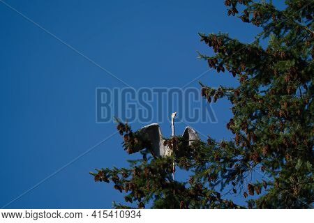 A Grey Heron Sits On A Huge Coniferous Tree