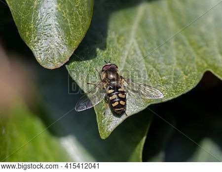 Macro Shot Of Hoverfly Eupeodes Luginer On Ivy Leaf