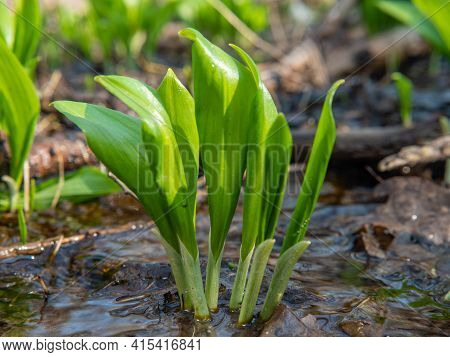 The First Young Leaves Of Allium Ursinum, Known As Wild Garlic, Wild Cow Leek, Ramsons, Buckrams, Br